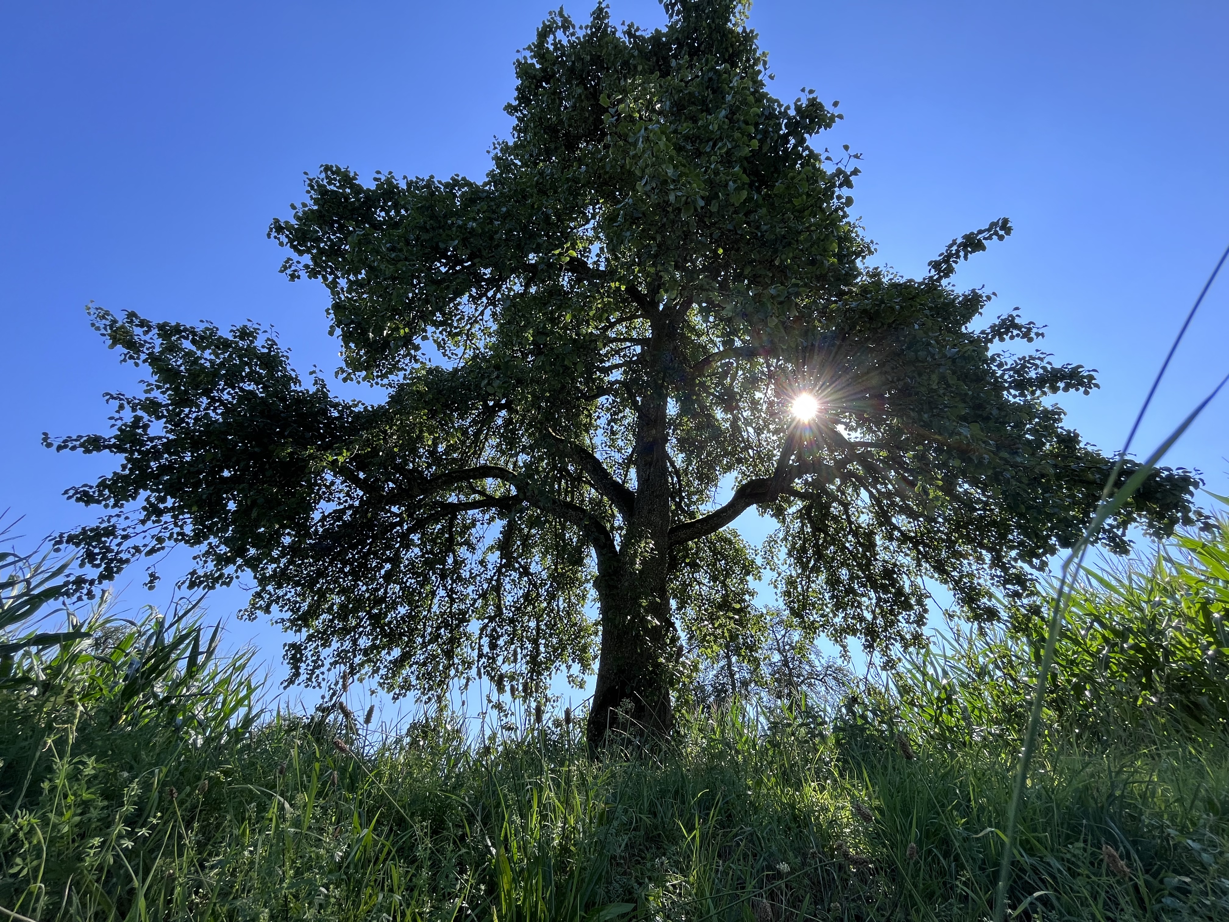 A tree in the foreground in a hot sunny day.